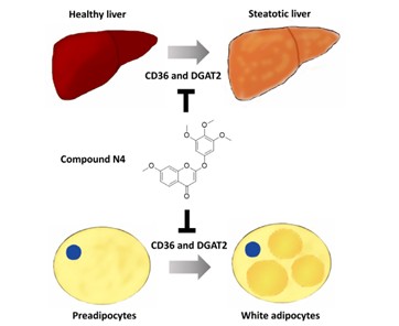 Analysis of 2-phenoxychromone derivatives as novel inhibitors of lipid droplet formation in hepatocytes and adipocytes and their mechanisms of action