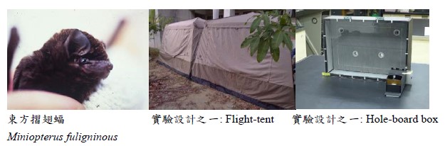 東方摺翅蝠Miniopterus fuligninous/實驗設計之一:Flight-tent/實驗設計之一:Hole-board box