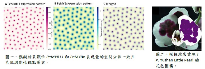 圖一、模擬結果顯示 PeMYB11和PeMYBxBx表現量的空間分佈一致且呈現週期性斑點圖案。圖二、模擬結果重現了P. Yushan Little Pearl 的花色圖案。