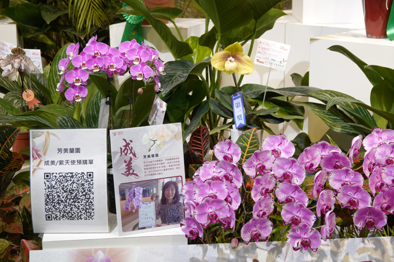 歷經 3、4 年才培育成功,並分別由前校長馬哲儒及蘇慧貞分別命名為「紫天使」、「成美」的蘭花,現在推出限量預購